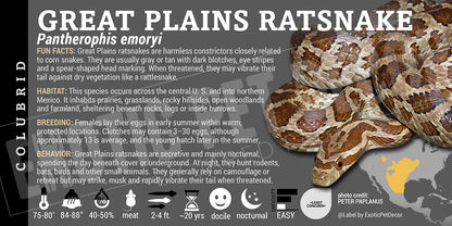 Pantherophis emoryi 'Great Plains Ratsnake' label