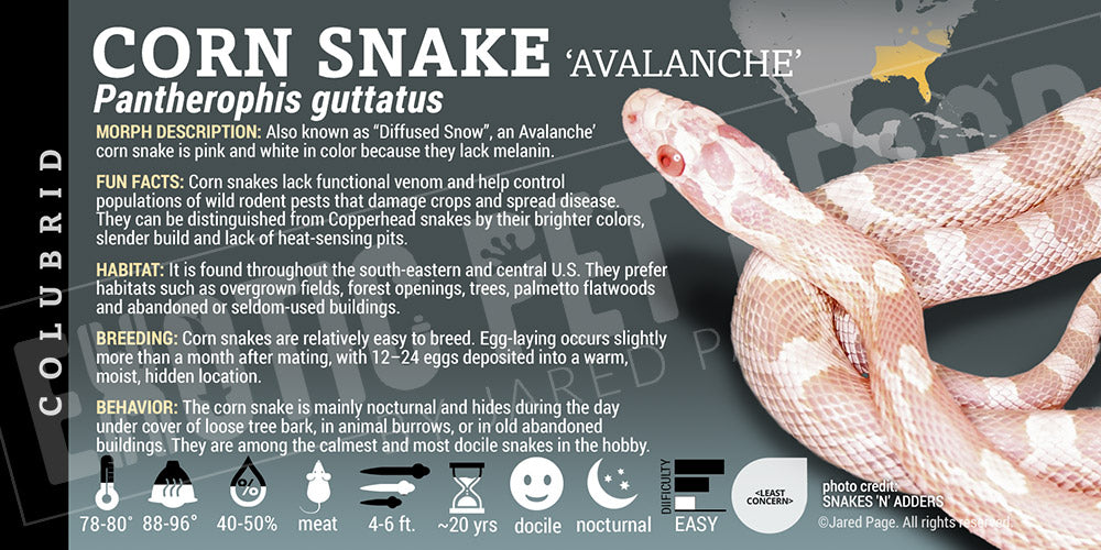 Pantherophis guttatus 'Corn Snake'