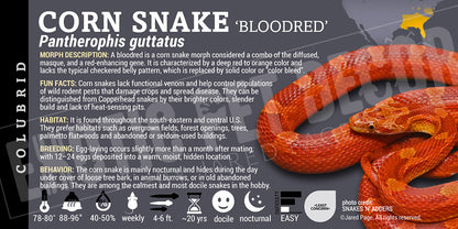 Pantherophis guttatus 'Corn Snake'