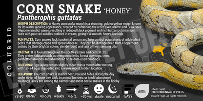 Pantherophis guttatus 'Corn Snake'