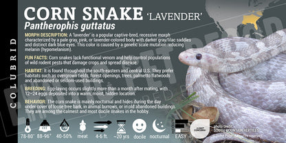 Pantherophis guttatus 'Corn Snake'