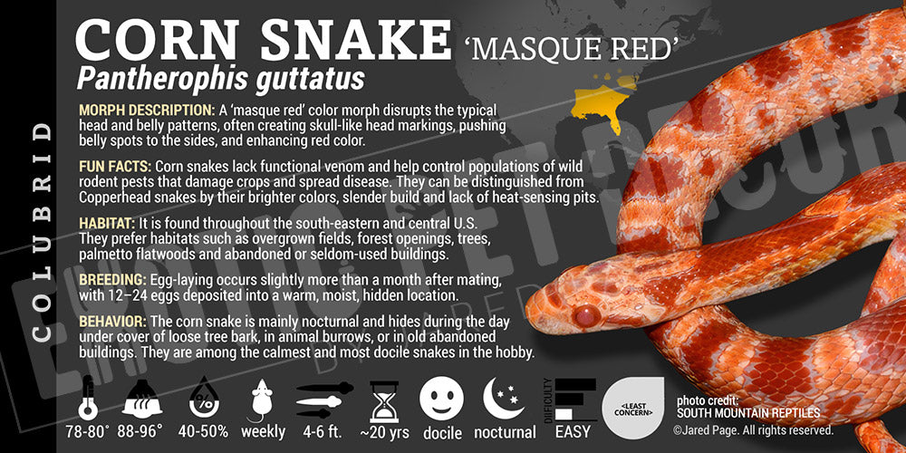 Pantherophis guttatus 'Corn Snake'