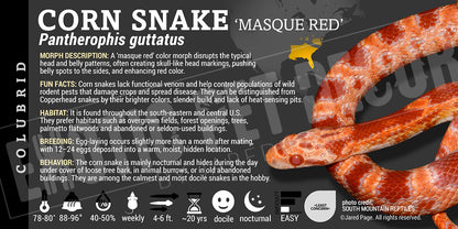 Pantherophis guttatus 'Corn Snake'