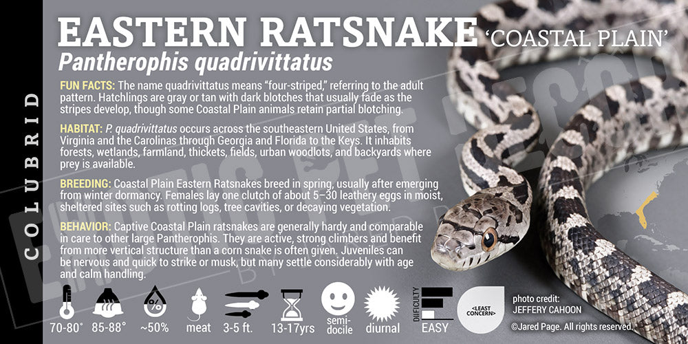 Pantherophis quadrivittatus 'Eastern Ratsnake - Coastal' label