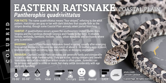 Pantherophis quadrivittatus 'Eastern Ratsnake - Coastal' label