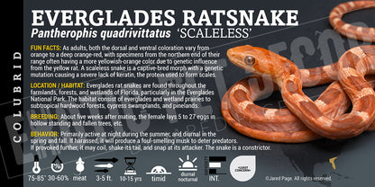 Pantherophis quadrivittatus 'Everglades Ratsnake'