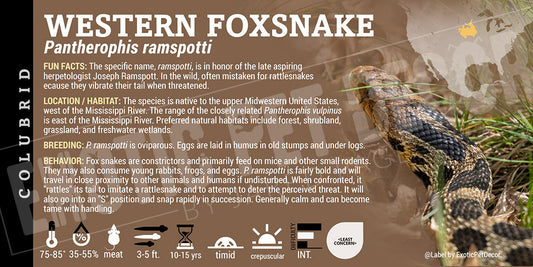Pantherophis ramspotti 'Western Foxsnake' label