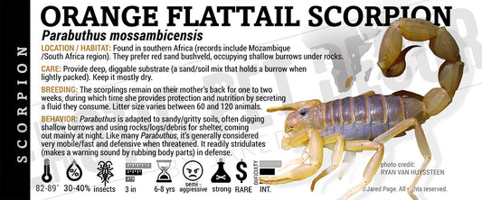 Parabuthus mossambicensis 'Orange Flattail' Scorpion label