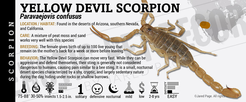 Paravaejovis confusus 'Yellow Devil' Scorpion label