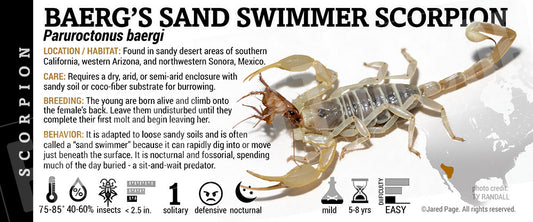 Paruroctonus baergi 'Baerg's Sand Swimmer' Scorpion label
