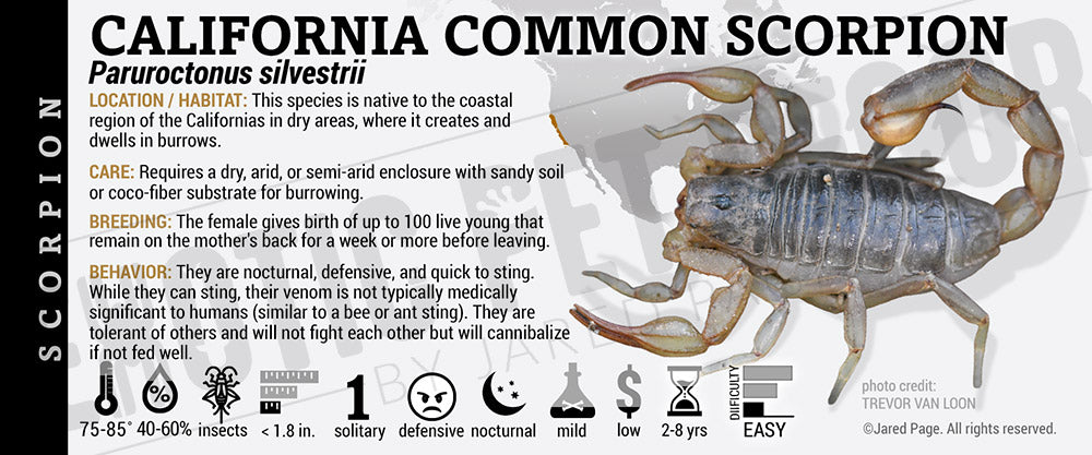 Paruroctonus silvestrii 'California Common Scorpion' label