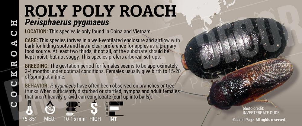 Perisphaerus pygmaeus 'Roly Poly' Roach Cards and Enclosure Labels ...