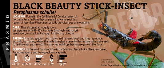 Peruphasmaschultei 'Black Beauty Stick' Insect