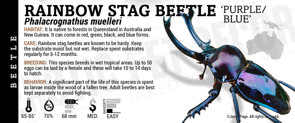 Phalacrognathus muelleri 'Rainbow Stag' Beetle