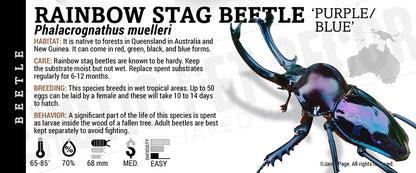 Phalacrognathus muelleri 'Rainbow Stag' Beetle