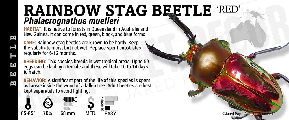 Phalacrognathus muelleri 'Rainbow Stag' Beetle