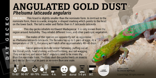 Phelsuma laticauda angularis 'Angulated Gold Dust Day' Gecko
