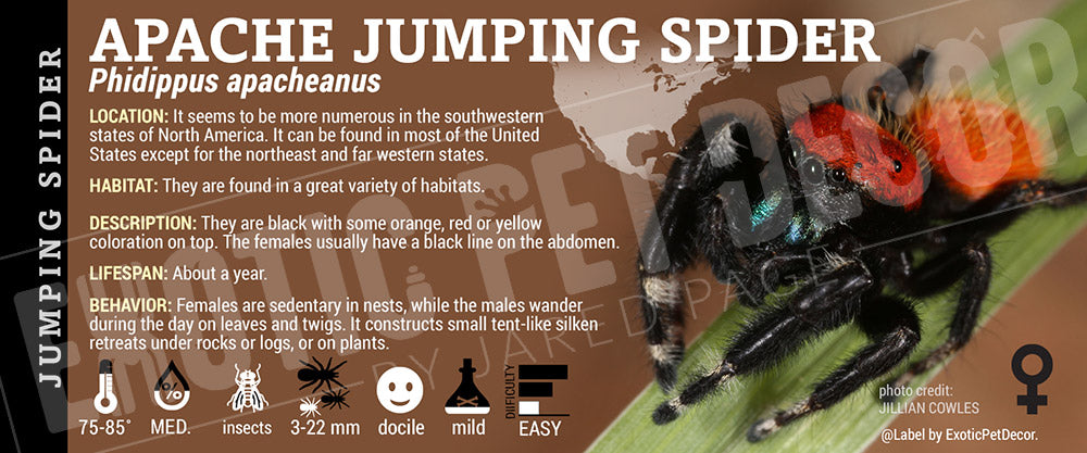 Phidippus apacheanus 'Apache Jumping' Spider