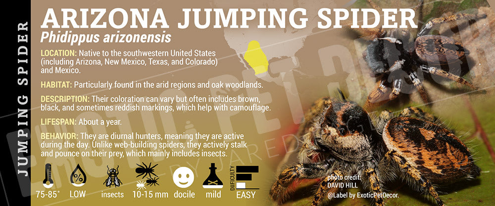 Phidippus arizonensis 'Arizona Jumping' Spider label