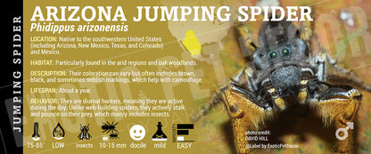 Phidippus arizonensis 'Arizona Jumping' Spider label