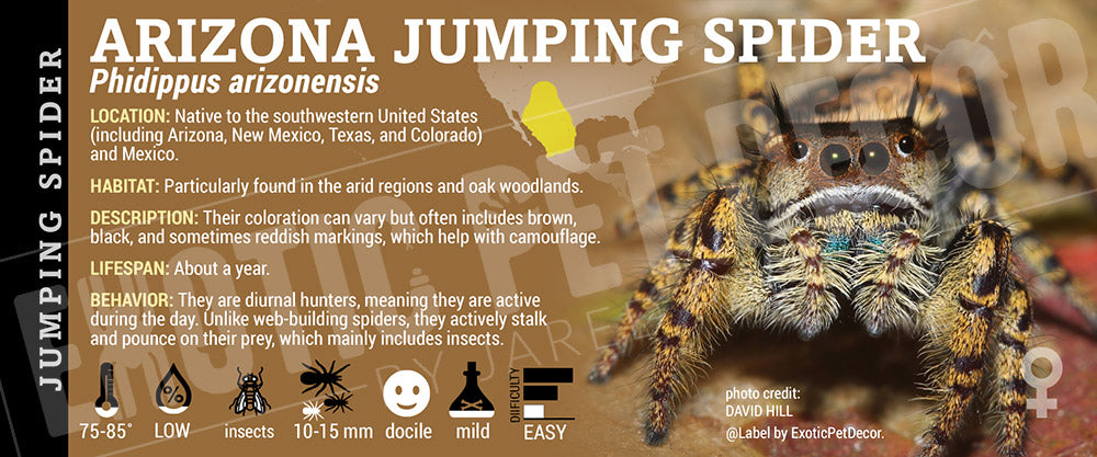 Phidippus arizonensis 'Arizona Jumping' Spider label