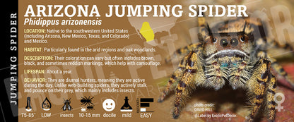 Phidippus arizonensis 'Arizona Jumping' Spider label