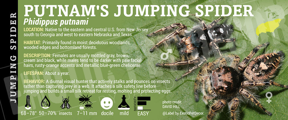 Phidippus putami  'Putnam's Jumping' Spider label