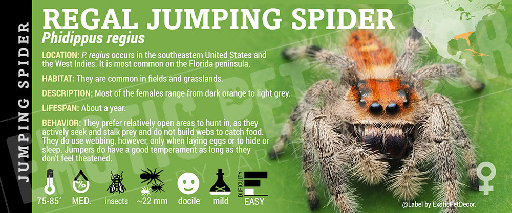 Phidippus regius 'Regal Jumping' Spider