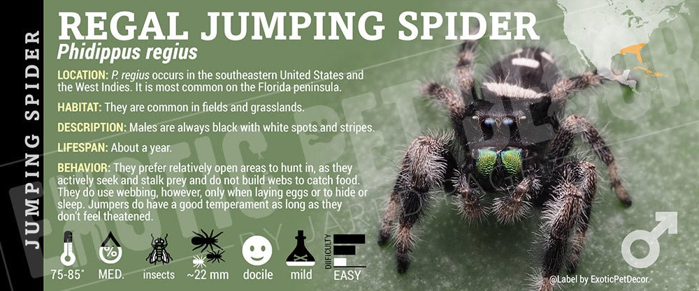 Phidippus regius 'Regal Jumping' Spider