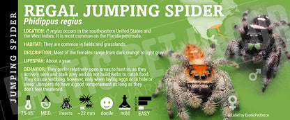 Phidippus regius 'Regal Jumping' Spider