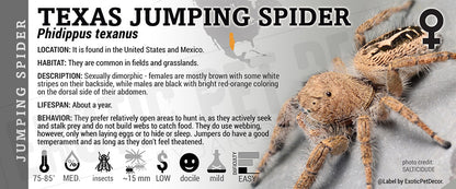 Phidippus texanus 'Texas Jumping' Spider