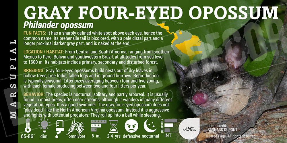 Philander opossum 'Gray Four-eyed' Opossum