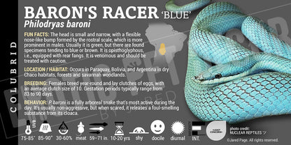 Philodryas baroni 'Baron's Racer' Snake label