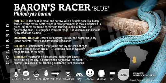 Philodryas baroni 'Baron's Racer' Snake label