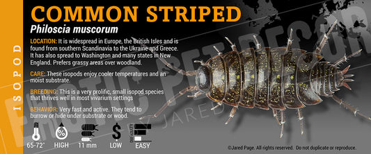 Philoscia muscorum 'Common Striped' isopod label