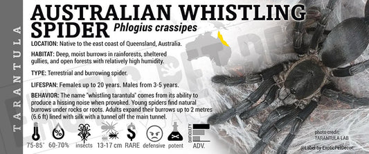 Phlogius crassipes 'Australian Whistling Tarantula' label