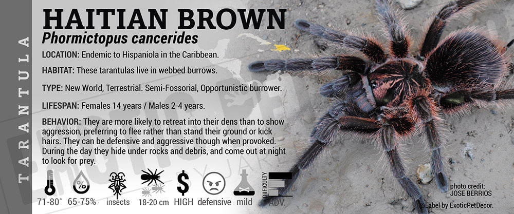 Phormictopus cancerides 'Haitian Brown' Tarantula