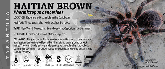 Phormictopus cancerides 'Haitian Brown' Tarantula