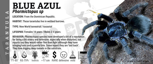 Phormictopus sp. 'Blue Azul' Tarantula label