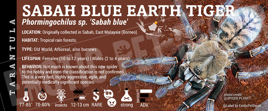 Phormingochilus sp. 'Sabah Blue Earth Tiger' Tarantula label