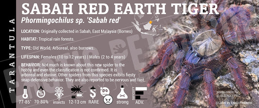 Phormingochilus sp. 'Sabah Red Earth Tiger' Tarantula label