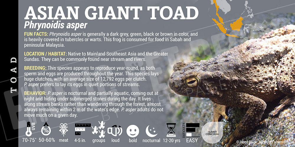 Phrynoidis asper 'Asian Giant Toad'