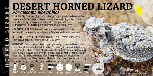 Phrynosoma platyrhinos 'Desert Horned Lizard'