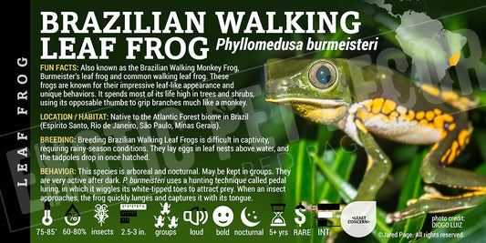 Phyllomedusa burmeisteri 'Brazilian Walking Monkey Frog' label