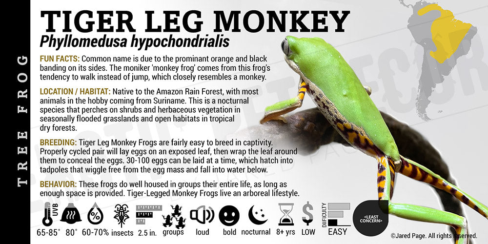 Phyllomedusa hypochondrialis 'Tiger Leg Monkey Tree Frog'