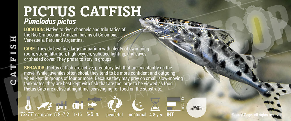Pimelodus pictus 'Pictus Catfish' Fish label