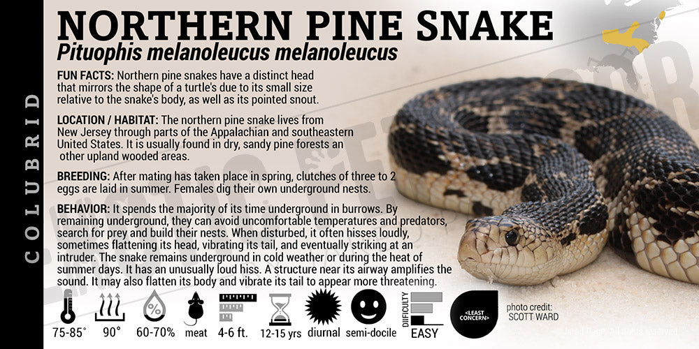 Pituophis melanoleucus melanoleucus 'Northern Pine' Snake label