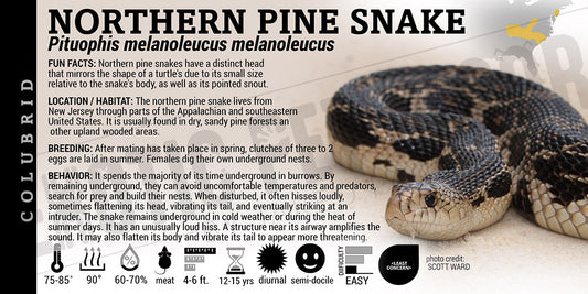 Pituophis melanoleucus melanoleucus 'Northern Pine' Snake label