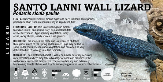 Podarcis sicula paulae 'Santo Lanni Wall Lizard'