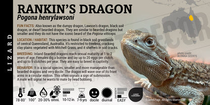 Pogona henrylawsoni 'Rankin’s Dragon' Lizard